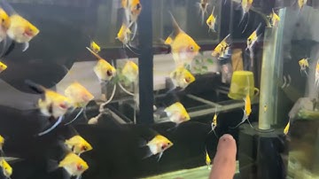 Cá thần tiên red devil nhí và santa nhí #tepmaumango #angelfish #aquarium