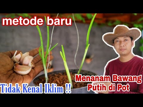 Video: Tips Menanam Bawang Putih Di Iklim Hangat