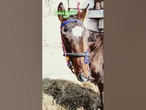 есек - YouTube
