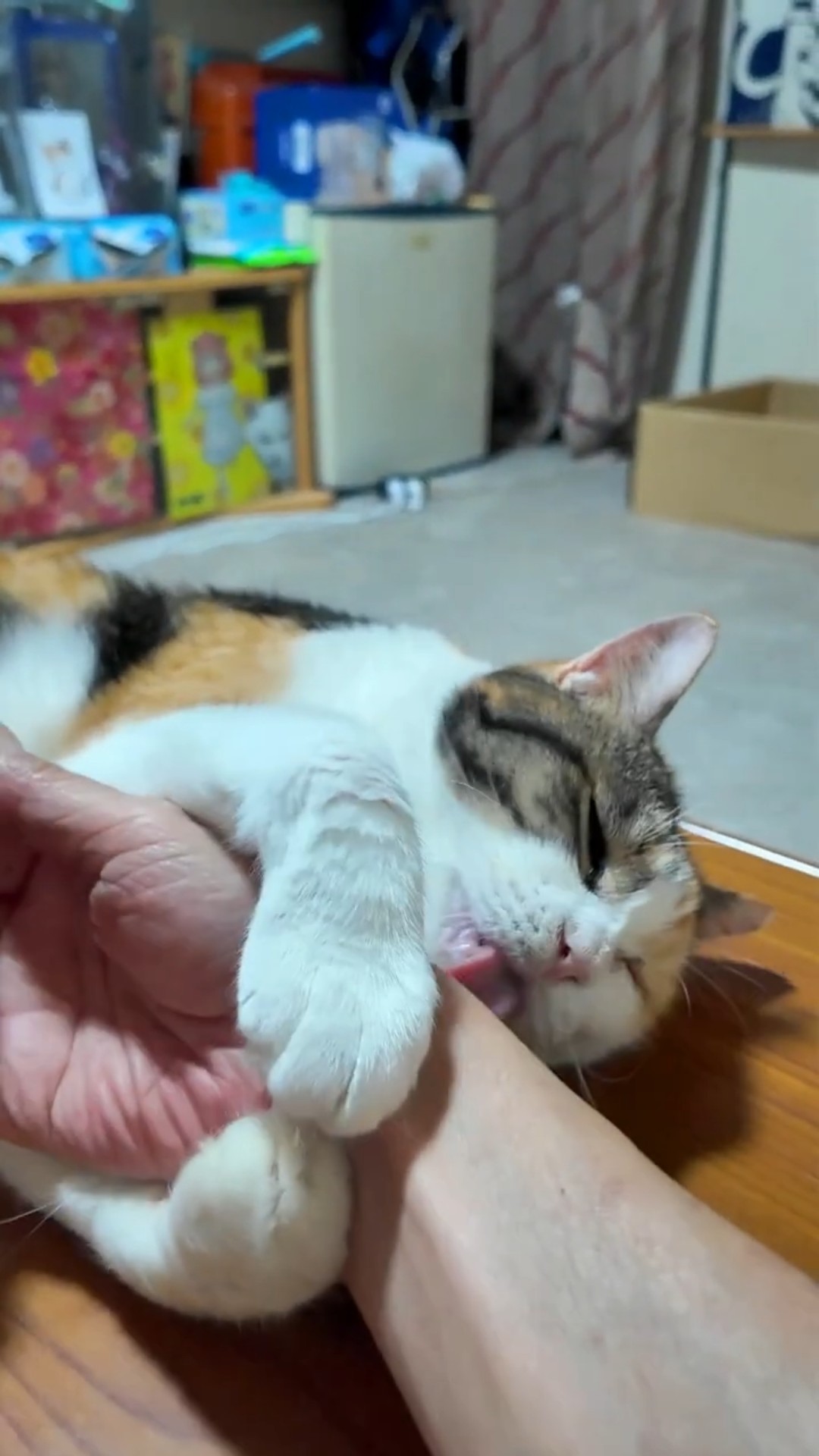 デレからツンな猫 #三毛猫 #calico - YouTube