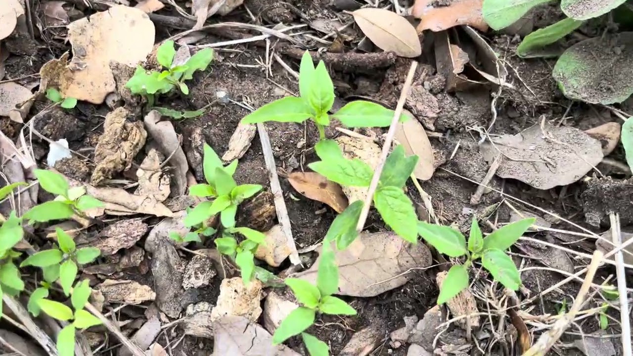 se llegó la tenporada de sembrar cositas flores verduras