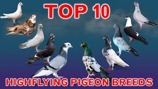 Top 10 Best Highflying Pigeon Breeds in the World