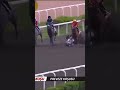 Gazi Favorisi Lion Victory Yarışta Devrildi 😮☹️