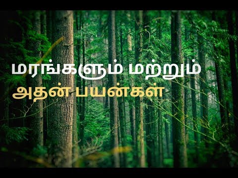 மரங்களும் மற்றும் அதன் பயன்கள் | Marangalum athan payangalum tamil |Trees and uses