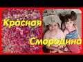 Красная смородина // Дома Жара. . .