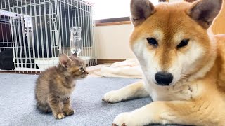 子猫と柴犬の初対面子猫を怖がらせないようにする柴犬の行動に涙が出ました。