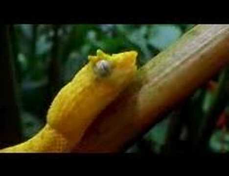 Rare Yellow Snake