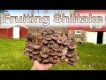 How to Fruit a Shiitake Mushroom Block