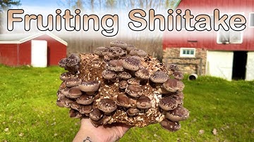 How to Fruit a Shiitake Mushroom Block