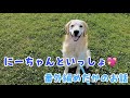 にーちゃんと一緒 めだかのお話　ゴールデンレトリバー