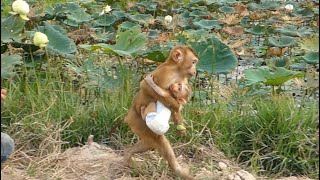 Wow!! Dodo Hugging Carry Cute Newborn Baby Moly To Visit Lotus Farm