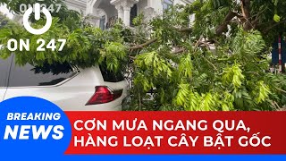 Hà Nội: Cơn mưa ngang qua, hàng loạt cây xanh bật gốc