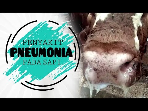 Ciri Sapi Terkena Penyakit Pneumonia Hidung Berlendir