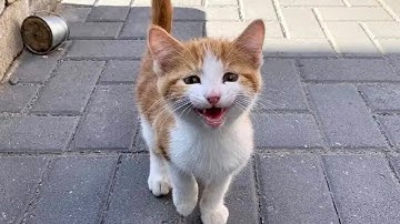 The Stray Cat Distribution System Chooses You 😁Funny Cat Videos 2025