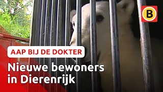 IJsberen verhuizen naar Dierenrijk | Komt een aap bij de dokter | Omroep Brabant
