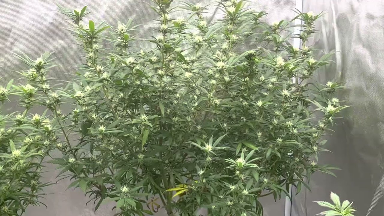 Grow weed easily week four of flower