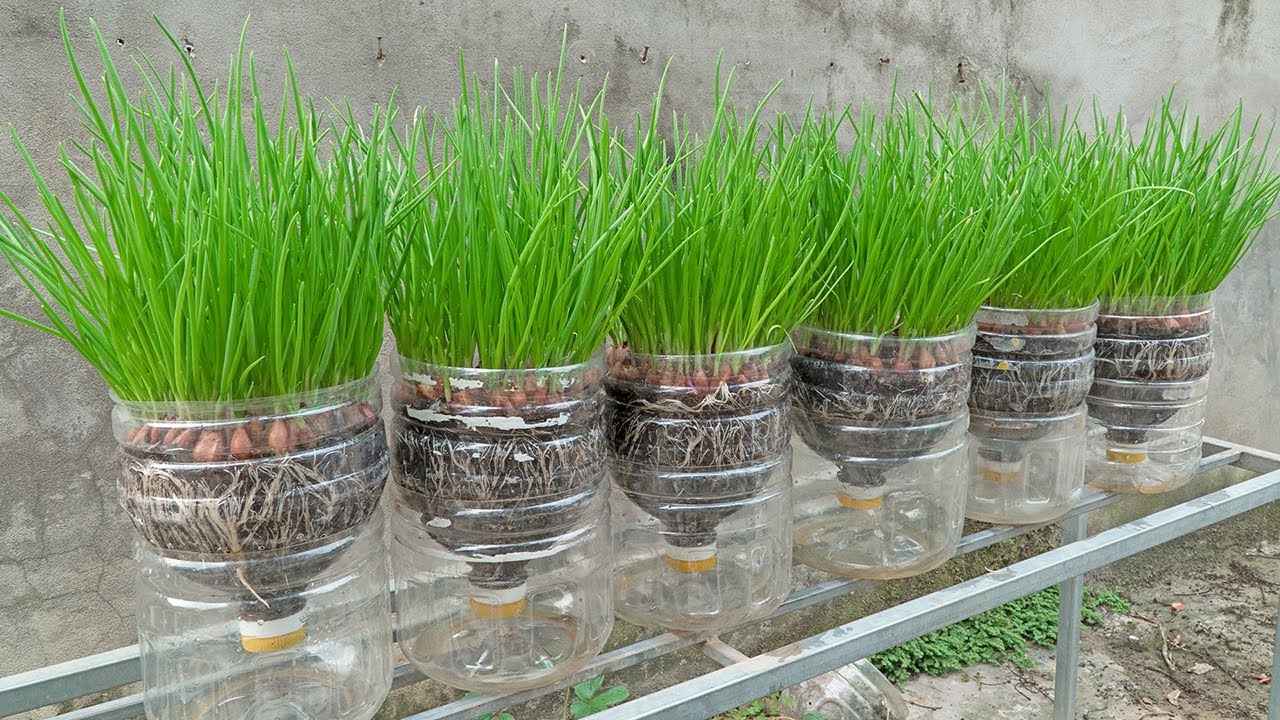 Tips for Grow Green Onions for Lazy People, 10x More Productive-Unfortunately, I Found Out Too Late!