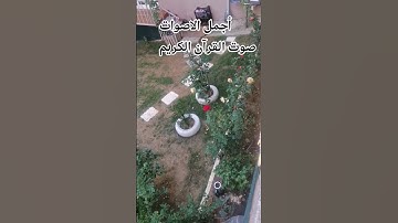 #راحة_نفسية قراءة القرآن الكريم #تلاوة_خاشعة للشيخ ماهر المعيقلي #اكسبلور ##المصحف #راحة_نفسية