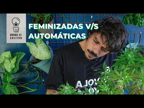 Video: ¿Debería usar semillas feminizadas?