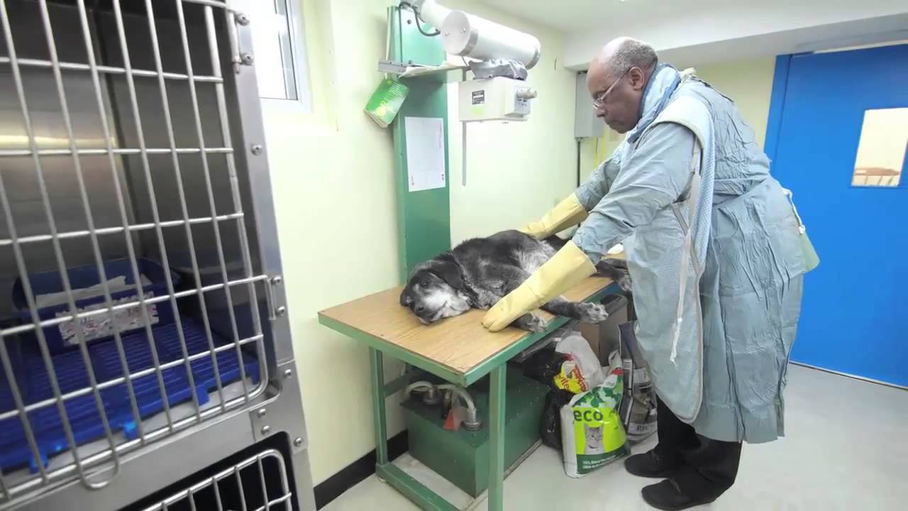 lakeside veterinary clinic