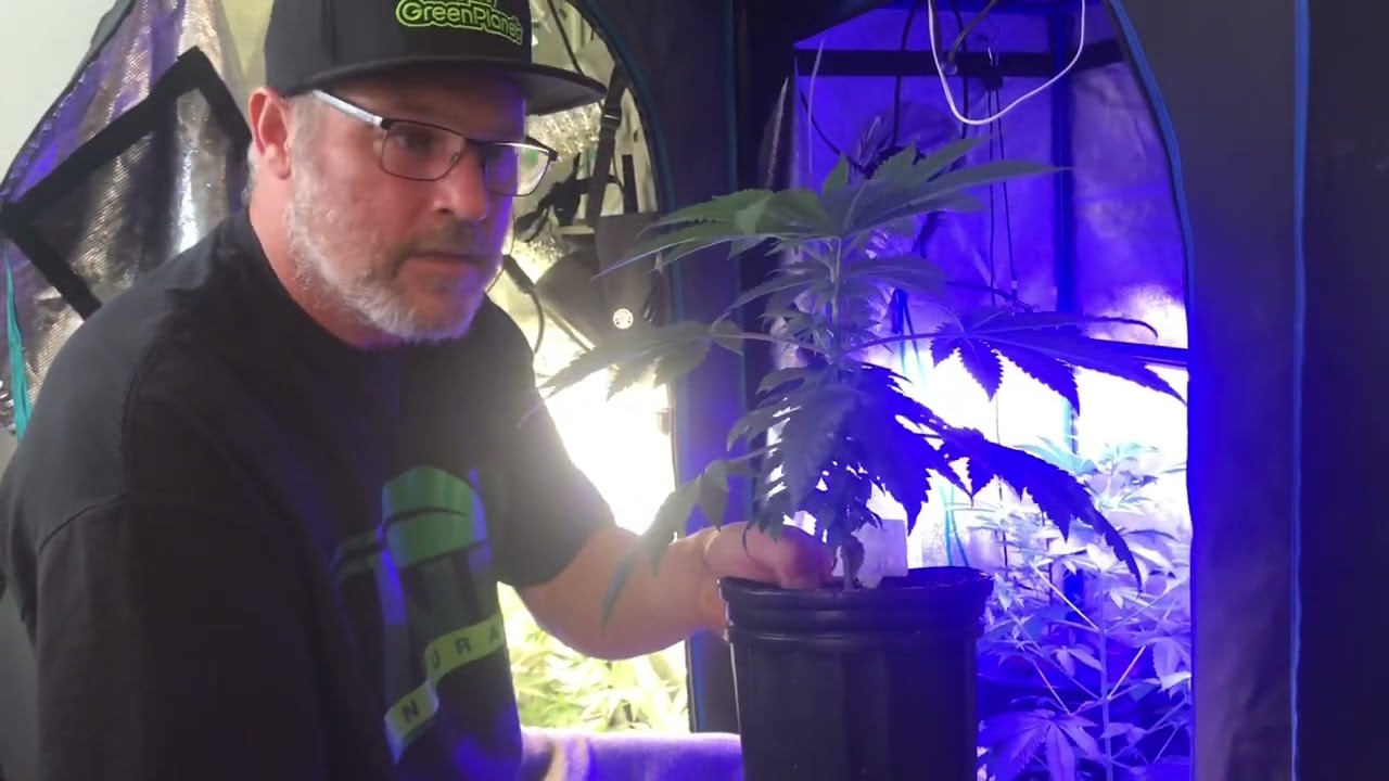 Quick Grow Tips Episode 3- When to switch to flower