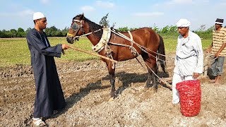 لن تصدق مافعله الحاج سعد وشخلول مع السائس اثناء زراعة الارض / شي غير متوقع /هتموت من الضحك😅