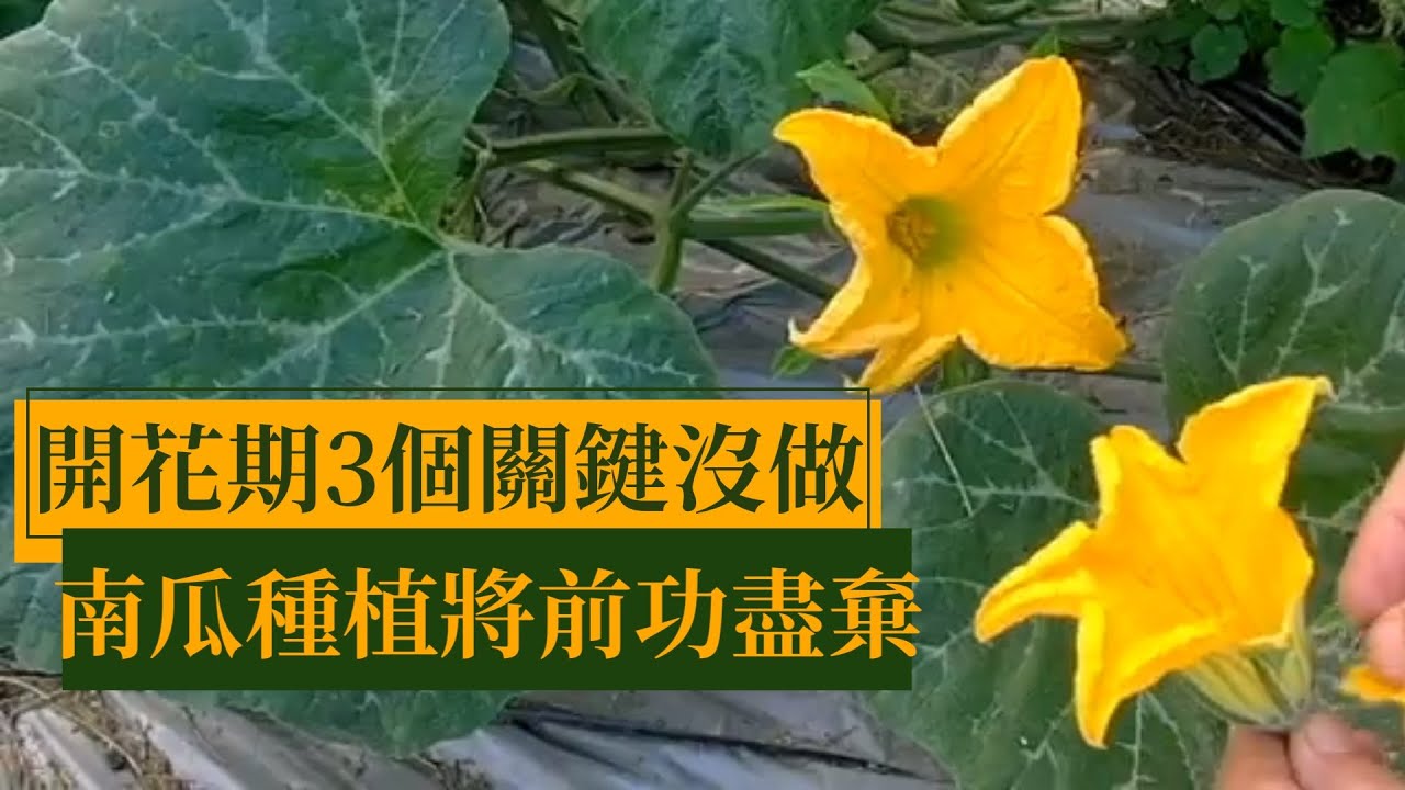 阿星種植 如何讓授粉南瓜成長到收成 並防止果實蠅叮咬 Youtube