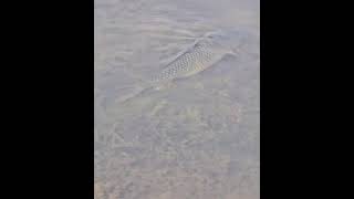 Subscribe and like vidios if you want to see amazing vidio of nature.thx all