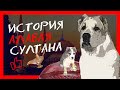 Щенков породистой собаки не смогли пристроить | История алабая Султана