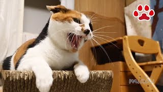 食べちゃう(三毛猫) maxresdefault.jpg