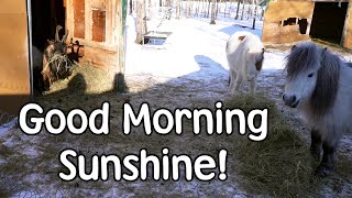 Morning Animal Feed Routine And Making Handmade Teddy Bears