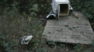 Baby skunk release