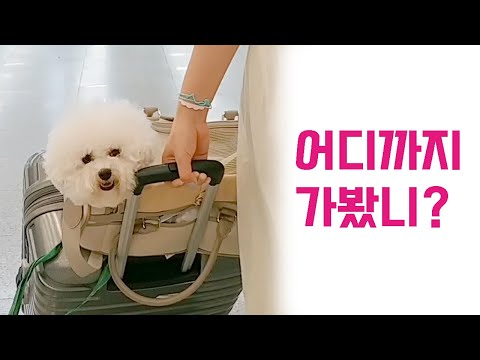 어디까지 가봤니?, 강아지와 비행기타고 여행가기,  탑승 준비 방법  , How to prepare your puppy for a flight