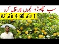 Lemon farming business in pakistan | How to start lemon farming |