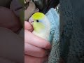 jojo beep #bird #birdsofinstagram #parrotvideo #cutebirds #parrot #parrotlet #birdslover