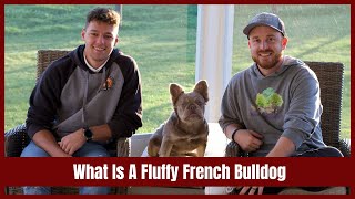 What Is A Fluffy French Bulldog? Fluffy French Bulldog Puppy Price