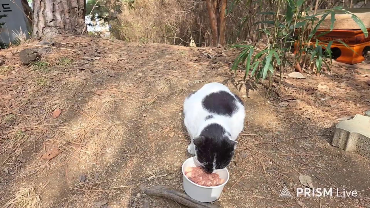 길고양이 밥배달❤️밀키복막염치료 D+98일차💕