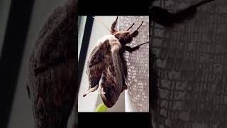 #shortsfeed #Metamorphose #Shorts #Saturniapyri #Wienernachtpfauenauge #youtubeshorts #Butterfly