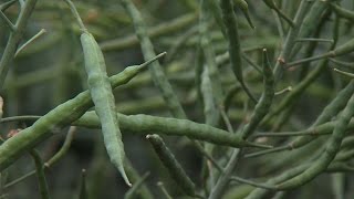 San Diego Biotech Company Dont Call Our Crop A Gmo