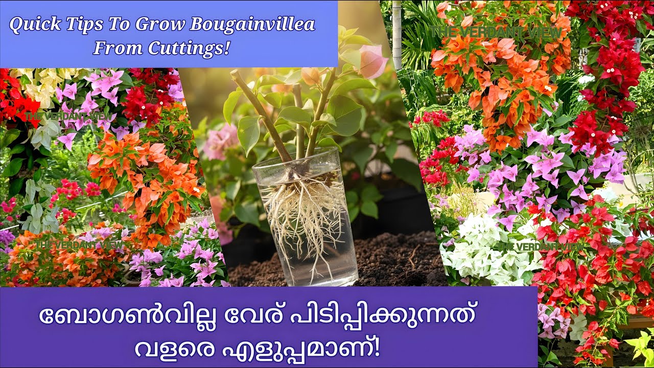 Bougainvillea Propagation: Easy From Cuttings! ഇനി ബോഗൺവില്ല കമ്പുകൾ വേരുപിടിപ്പിക്കാം എളുപ്പത്തിൽ!
