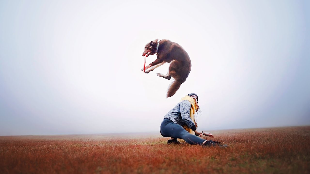 Woody Australian Shepherd - 1 year