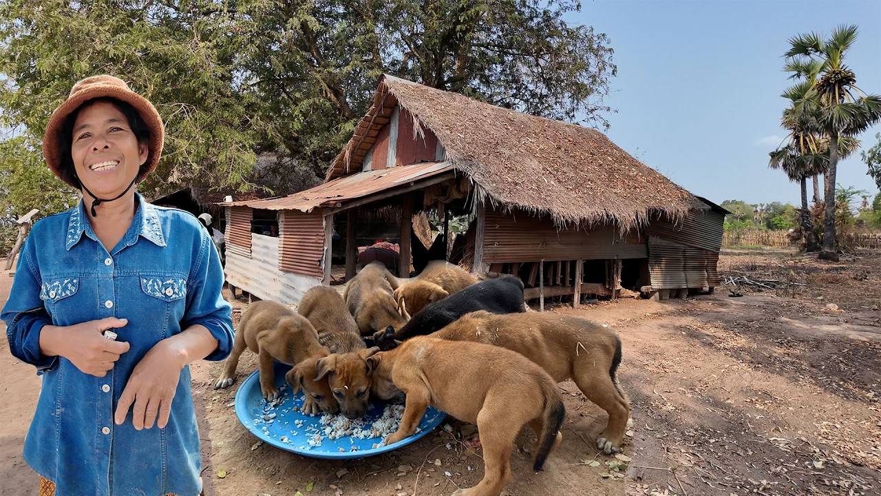 ខែប្រាំងក្ដៅហួតហែង​ ថ្ងៃនេះយកគ្រឿងបរិភោគមកជូនអ៊ុំផាន់​ដែលជាអំណោយរបស់លោកពូរស់នៅសហរដ្ឋអាមេរិច