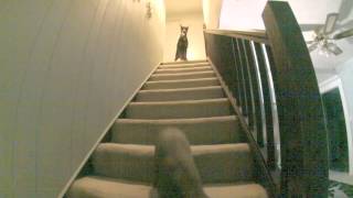 Dogs GoPro by parishoa 45 views 11 years ago 29 seconds