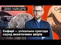 Сафарі — унікальна пригода серед екзотичних звірів | Дикі мандри