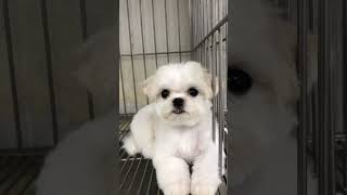 Pomeranian poodle puppy #pomeranian #poodle #puppies #dog #pet