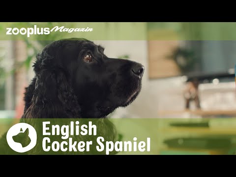 Video: Können Sie einen amerikanischen & englischen Cocker Spaniel zusammen züchten?