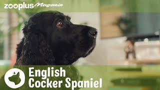 English Cocker Spaniel: Die wichtigsten Infos