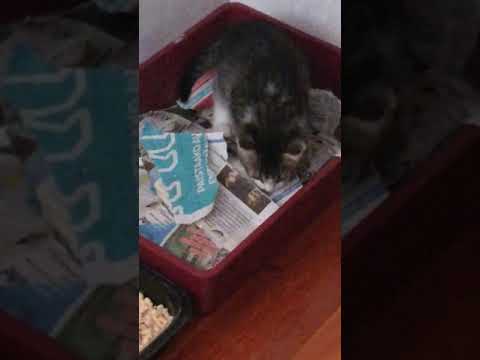 Video: Kuinka Kouluttaa Kissa Käyttämään Hiekkalaatikkoa