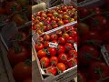 Tomato farming #tomato #farming #agriculture