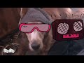 rap dog